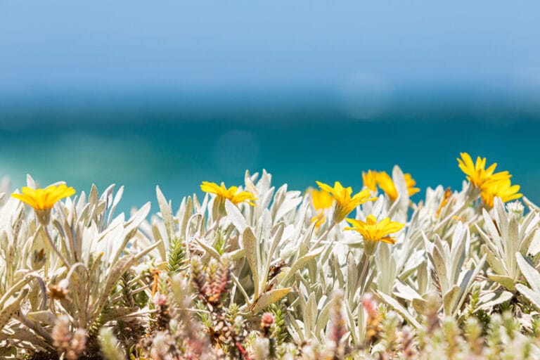 Reset Energie de Printemps