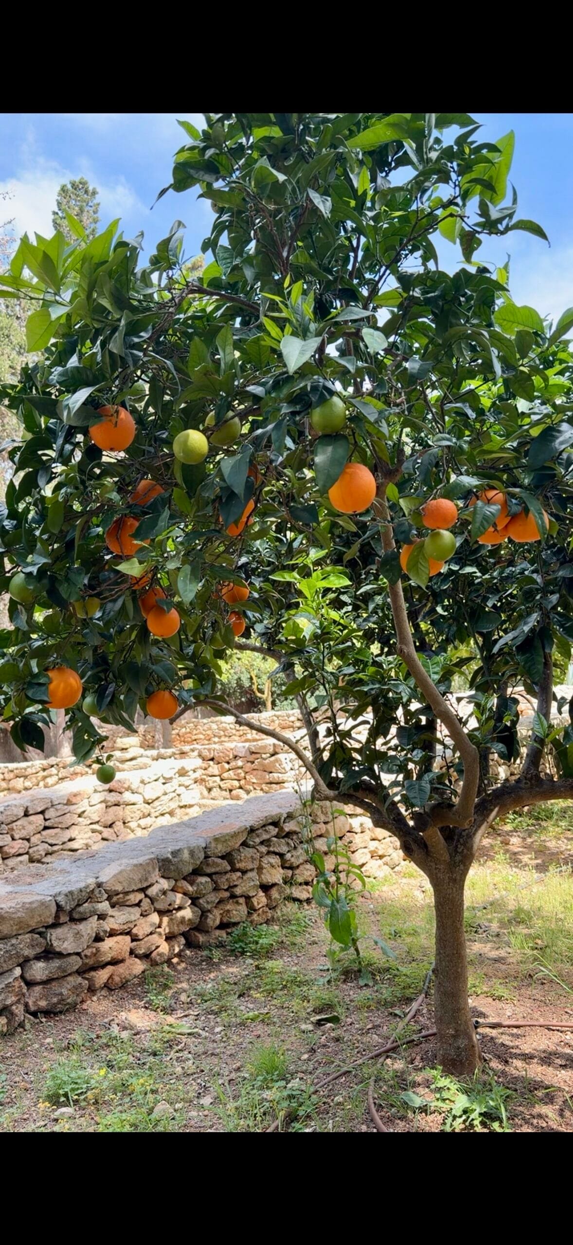 Oranges dans le verger avant la préparation du kôso maison