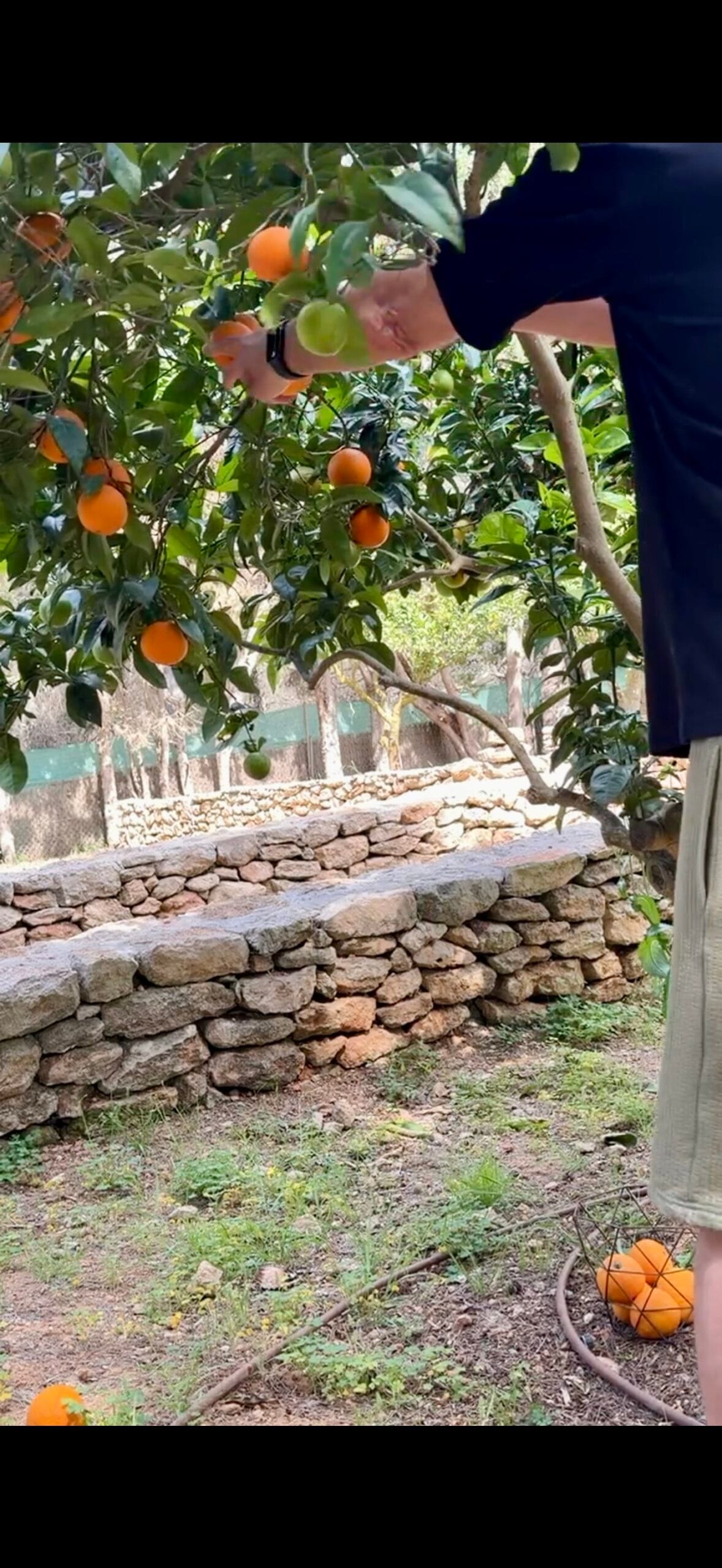 Cueillette des oranges du verger pour préparer un kôso maison