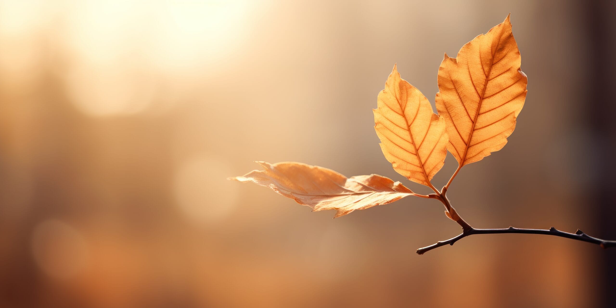 Feuille avec forêt doucement floutée en arrière-plan